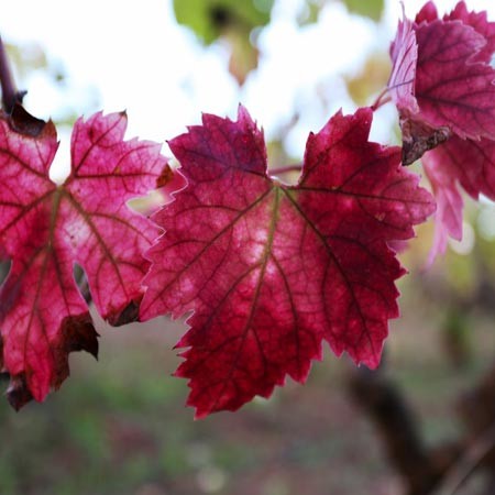 Our Vineyards